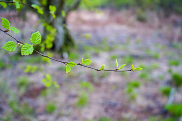 Close up of fresh green spring leaves growing on a thin branch