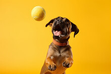A Dog Jumps Catches The Ball On A Yellow Background