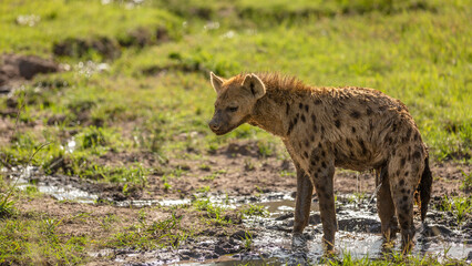 Wall Mural - a spotted hyena (crocuta crocuta) peeing, mara naboisho conservancy, kenya.