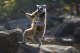 a lemur dancing on a rock
