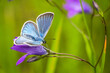 butterfly lycaenidae on a meadow flower in summer