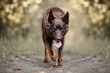 © dogphotos - typical Australian Kelpie dog breed photography