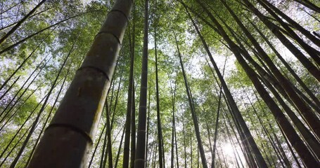 Wall Mural - bottom view of the bamboo tree