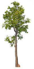 Wall Mural - transparent PNG tree removed original background