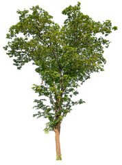 Wall Mural - transparent PNG tree removed original background