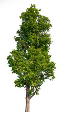 Wall Mural - transparent png tree removed original background