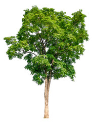 Wall Mural - transparent png tree removed original background