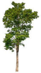 Poster - transparent PNG tree removed original background
