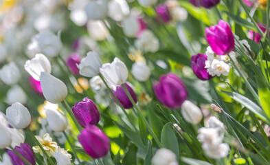 Poster - white and purple tulips in green leaves