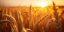 Wheat Field. Ears Of Golden Wheat Close Up. Beautiful Nature Sunset Landscape.