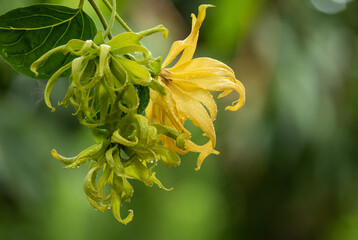 Ylang ylang or cananga odorata flowers on nature background.