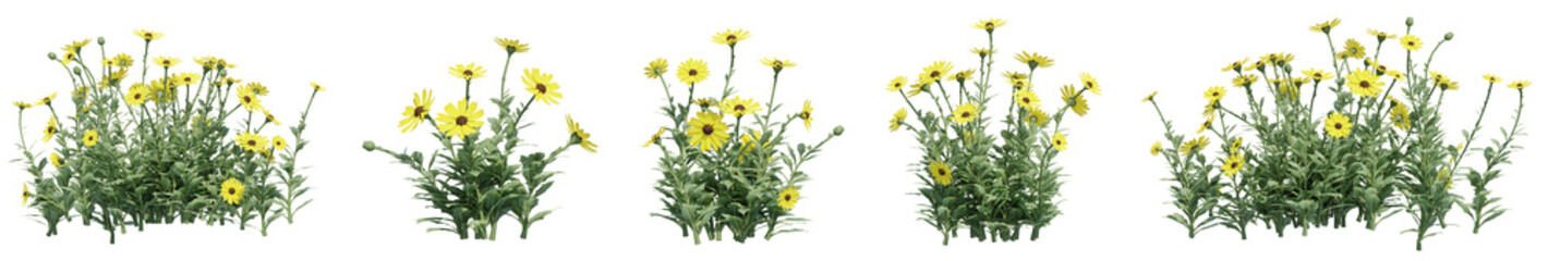 Set of Osteospermum flowers with isolated on transparent background. PNG file, 3D rendering illustration, Clip art and cut out