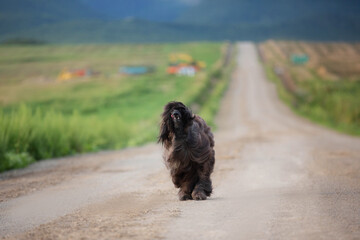 Wall Mural - Afghan hound dog is running in the field in summer at sunset