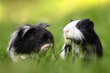 Wall Mural - two adorable guinea pigs posing together on grass in summer