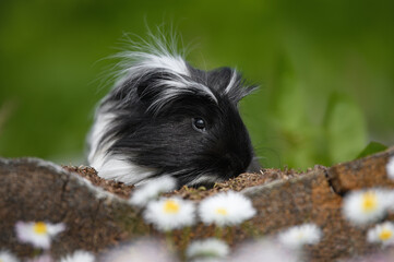 Wall Mural - funny black and white guinea pig portrait outdoors