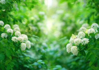 Wall Mural - Abstract beautiful natural background with white flowers and green leaves of Spirea bush. floral artistic landscape view. flowering ornamental shrub Spiraea. spring summer season. template for design