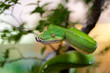 Green tree python snake on branch ready to attack, Chondropython viridis snake closeup with black background, Morelia viridis snake