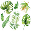 © BarvArt - Exotic plants, palm leaves, monstera on an isolated white background, watercolor illustration