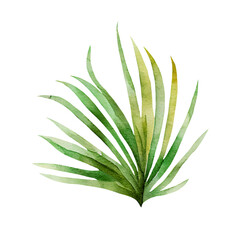 Exotic plants, palm leaves, monstera on an isolated white background, watercolor illustration