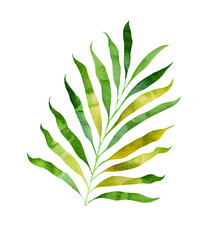 Exotic plants, palm leaves, monstera on an isolated white background, watercolor illustration