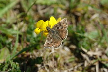 Dingy Skipper Butterfly (Erynnis Tages)