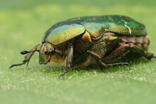 Closeup On A Colorful Green Metallic  Rose Chafer Beetle, Cetonia Aurata On A Green Leaf