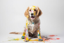 A Dog Playing With Liquid Paint, White Background