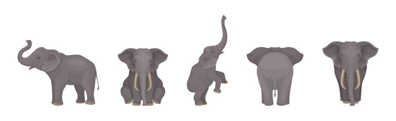 Wall Mural - elephant as large african animal with trunk, tusks, ear flaps and massive legs vector set