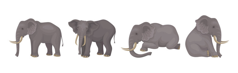 Wall Mural - elephant as large african animal with trunk, tusks, ear flaps and massive legs vector set