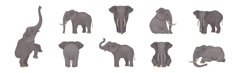 Wall Mural - elephant as large african animal with trunk, tusks, ear flaps and massive legs vector set