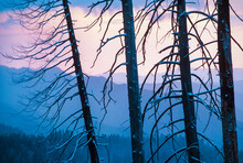 Winter Storm Clearing With Vibrant Blue Colors And Silhouetted Burnt Pines Over Yosemite National Park At Sunset.