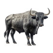Big bull isolated on white created with Generative AI