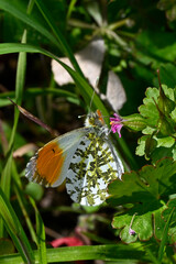 Wall Mural - Aurorafalter // Orange tip (Anthocharis cardamines)