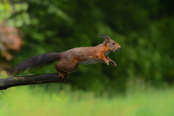 Wall Mural - eurasian red squirrel (sciurus vulgaris) jumping in the forest of noord brabant in the netherlands.
