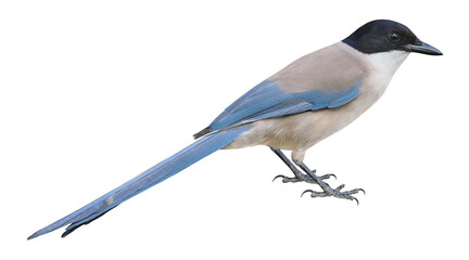 Wall Mural - Azure-winged magpie (Cyanopica cyanus), PNG, isolated on transparent background