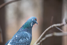 Portrait Of A Blue Pigeon In Close-up On A Blurry Background.The Blue Pigeon Became Alert. Pigeon On A Branch. 