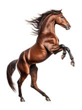 Rearing Horse Isolated On Transparent Background - Generative AI

