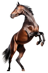 Wall Mural - Horse Rearing Isolated on Transparent Background - Generative AI
