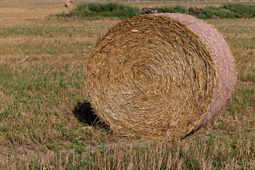 A field with cereals in the summer