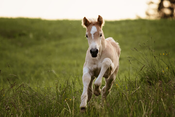 Wall Mural - haflinger foal galloping on a meadow