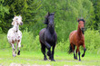 horses of different breeds run forward together, appaloosa, frieze, spaniard, horse breeds
