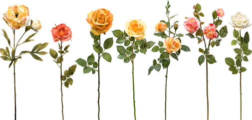 Wall Mural - set of flowers on transparent background