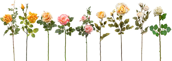 Wall Mural - set of flowers on transparent background