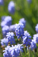 Wall Mural - Grape hyacinths on a green field.