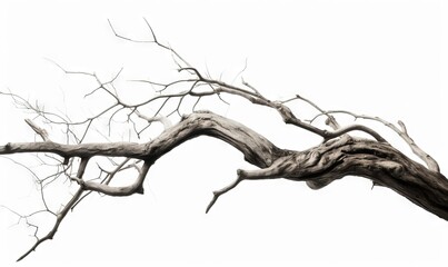 a black and white photo of a dead tree branch with no leaves on a white background with a black and 