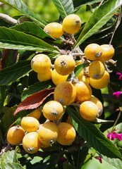 Wall Mural - Japanese plums loquat tree fruits	