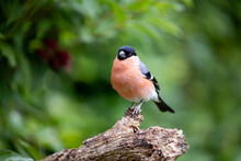 Adult Male Eurasian Bullfinch (Pyrrhula Pyrrhula) Posed On A Thick Branch With A Natural, Green Leafy Background - Yorkshire, UK In June.