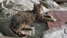 A Lonely Homeless Dirty Cat Lies In The Middle Of The Garbage In The Landfill - The Problem Of Homeless Rejected Animals. A Sick Cat Squint From The Sun And Coughs Outdoor. Video About Unhappy Animal
