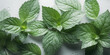 Close-up Top view of fresh green peppermint leaves with dewdrops. Mint wallpaper, beautiful plant background template for banner. Generative AI professional photo imitation.
