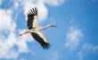 Beautiful white stork in flight with a cloudy sky background